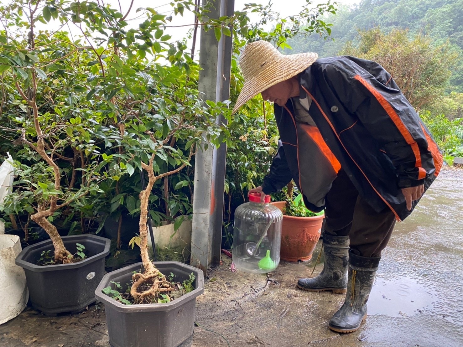 3.義務人細心呵護樹葡萄
