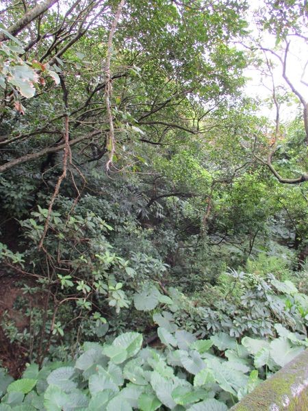 01前東帝士集團總裁陳由豪萬里土地畫面